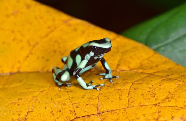 コスタリカのサラピキのヤドクガエル