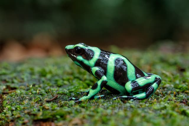 コスタリカのサラピキのヤドクガエル_2