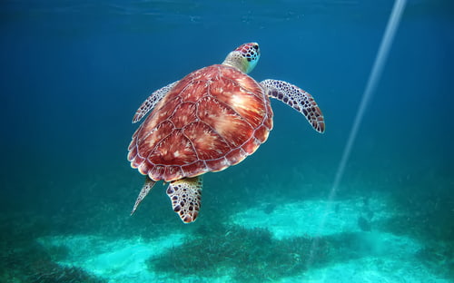ベリーズのホルチャン海洋保護区