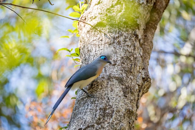 マダガスカルのベレンティ私営保護区　野鳥観察