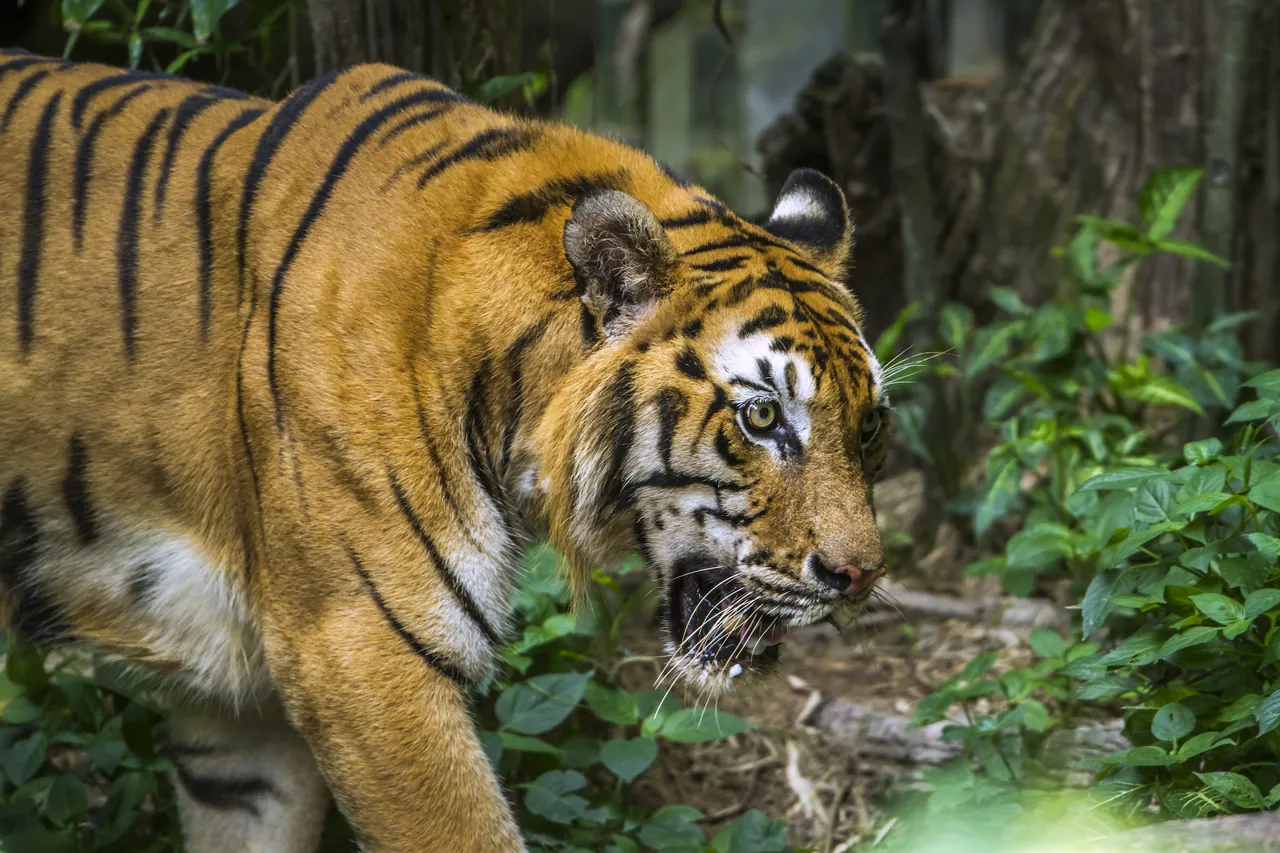 チトワン国立公園（ネパール）