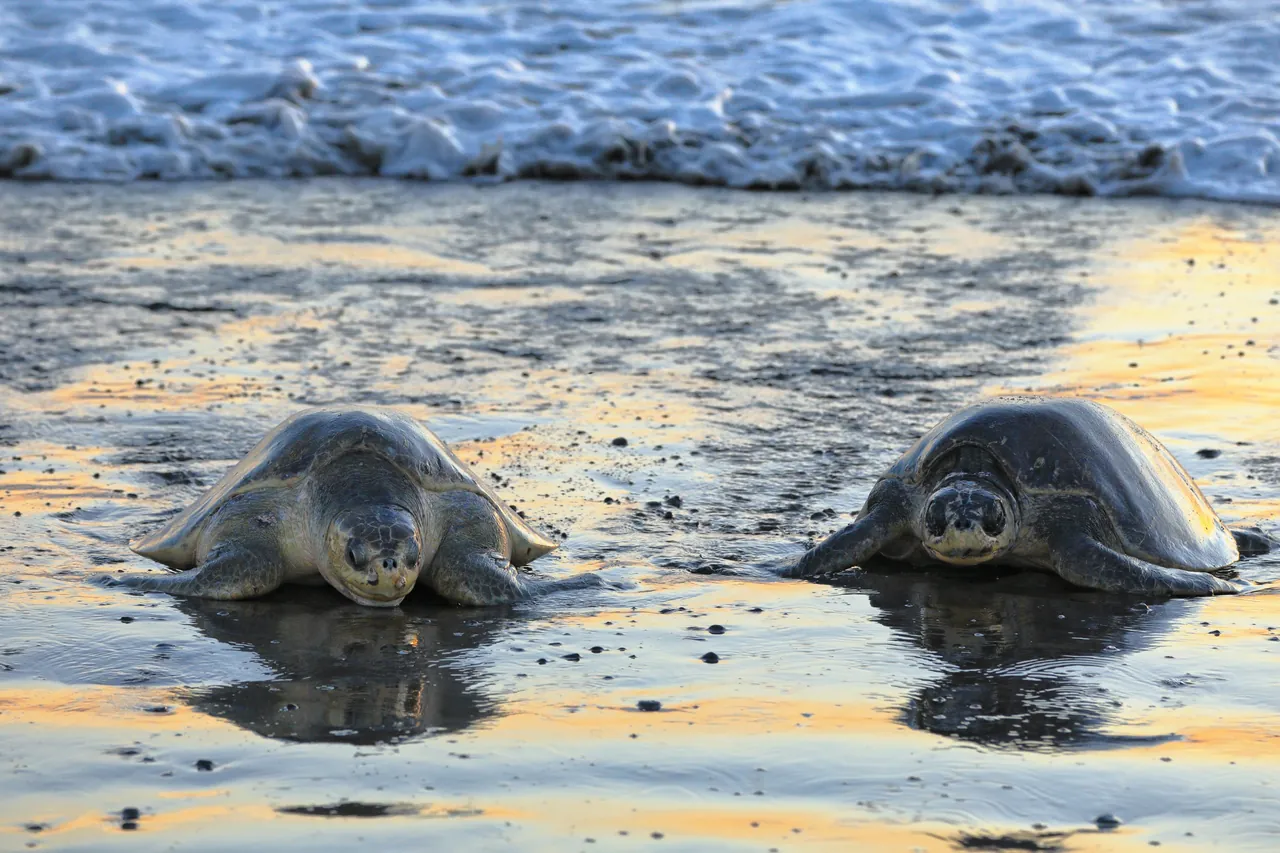 オスティオナル野生生物保護区（コスタリカ）