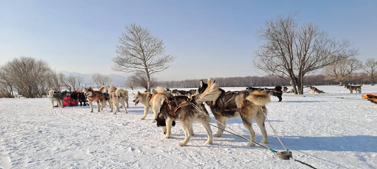テレルジの雪原に並ぶ犬ぞりのハスキー犬