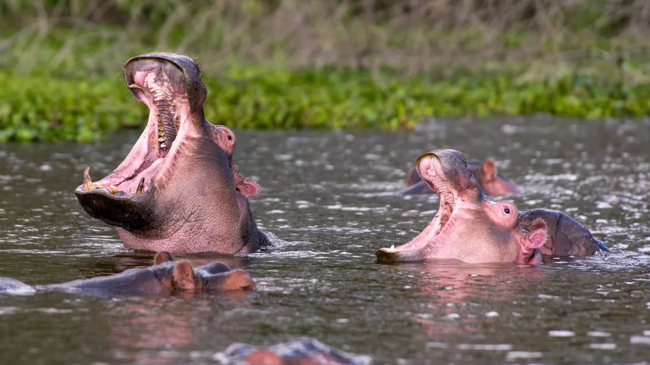 水面から口を開けるカバの群れ(ナイバシャ湖)