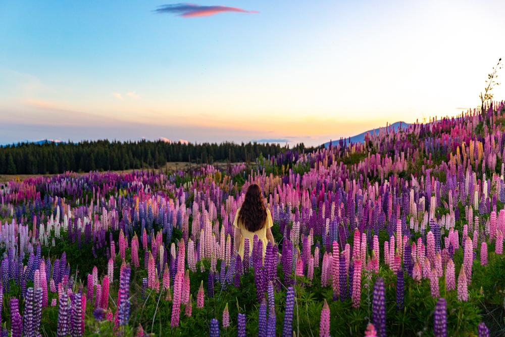 プレスリリース：旅の新定番は“花に導かれる旅”。夏から秋に訪れたい
